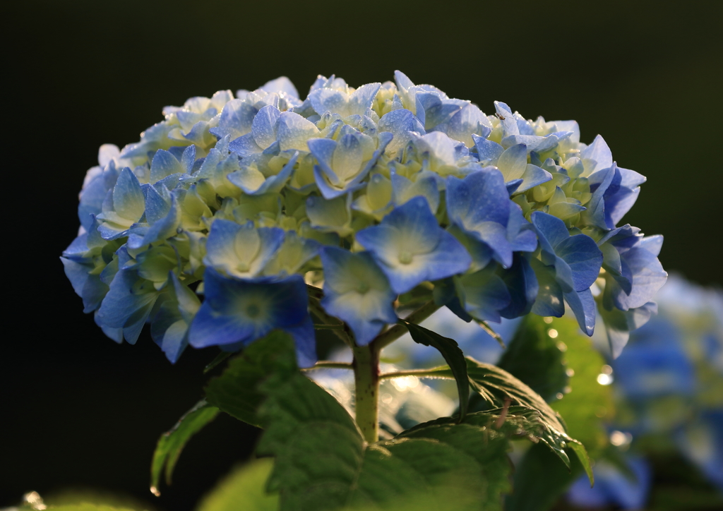 紫陽花咲く
