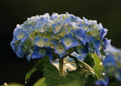 紫陽花咲く