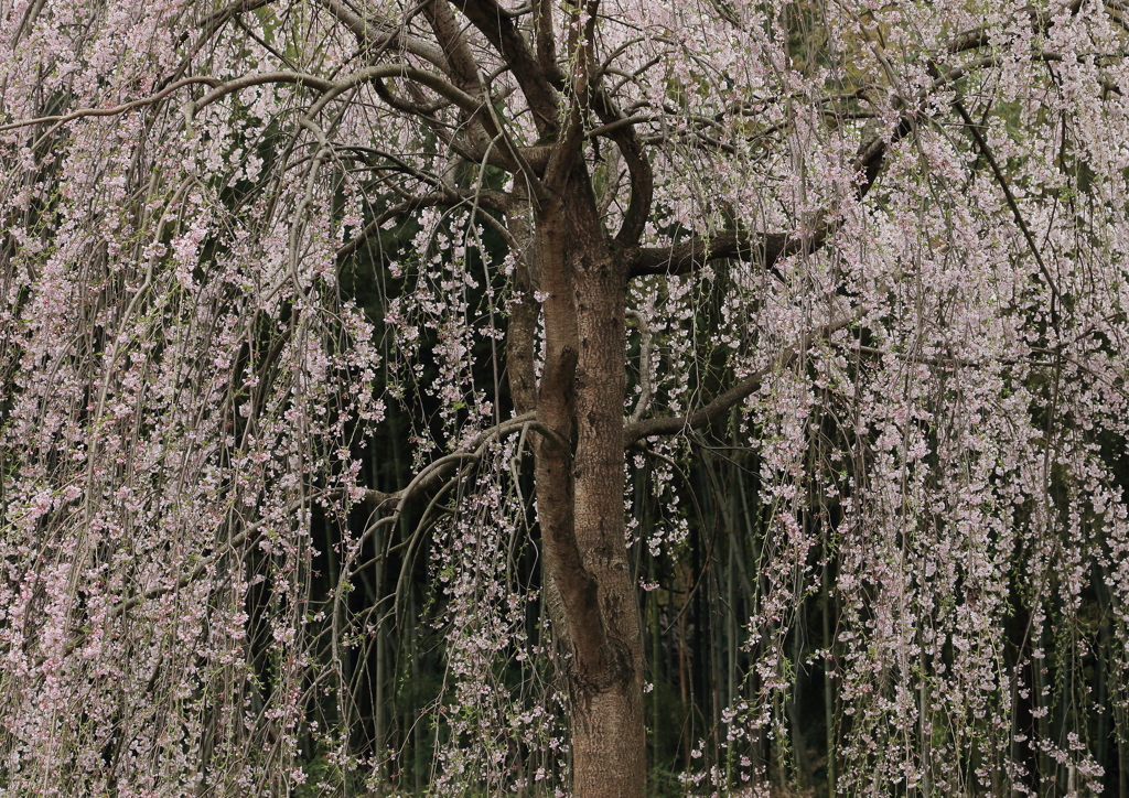 しだれ桜