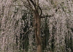 しだれ桜