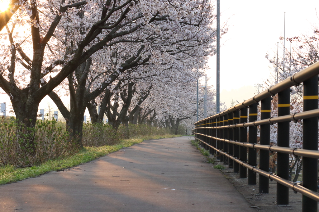 近所の桜