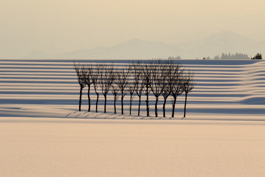 雪原のはさぎ-2