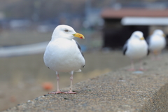 かもめ-2