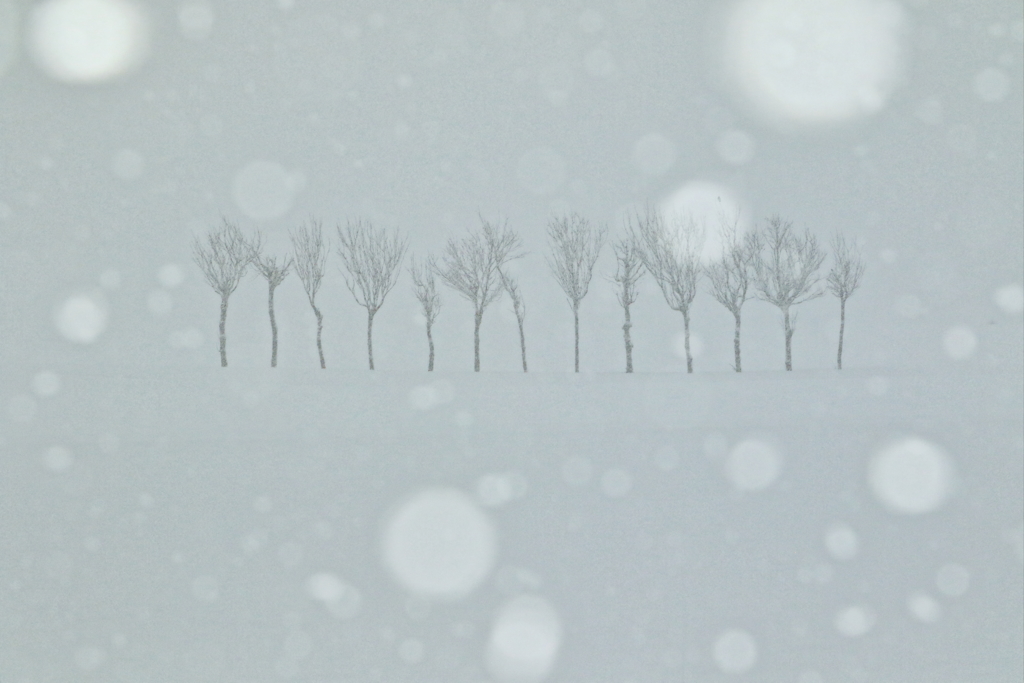 雪降る朝のはさぎ