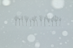 雪降る朝のはさぎ