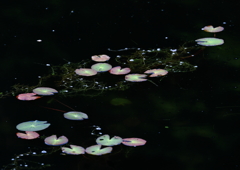浮草