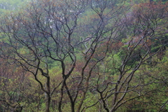初夏の里山-2