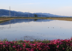 田植え前
