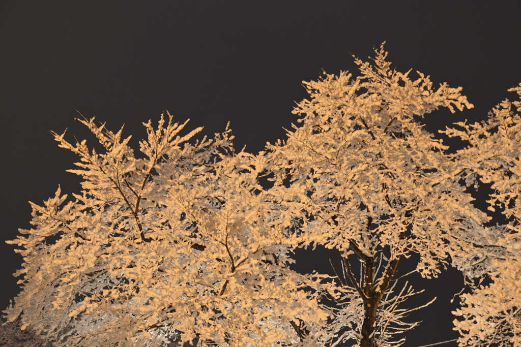 雪の華