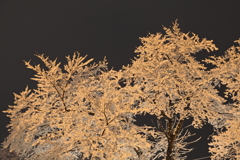 雪の華