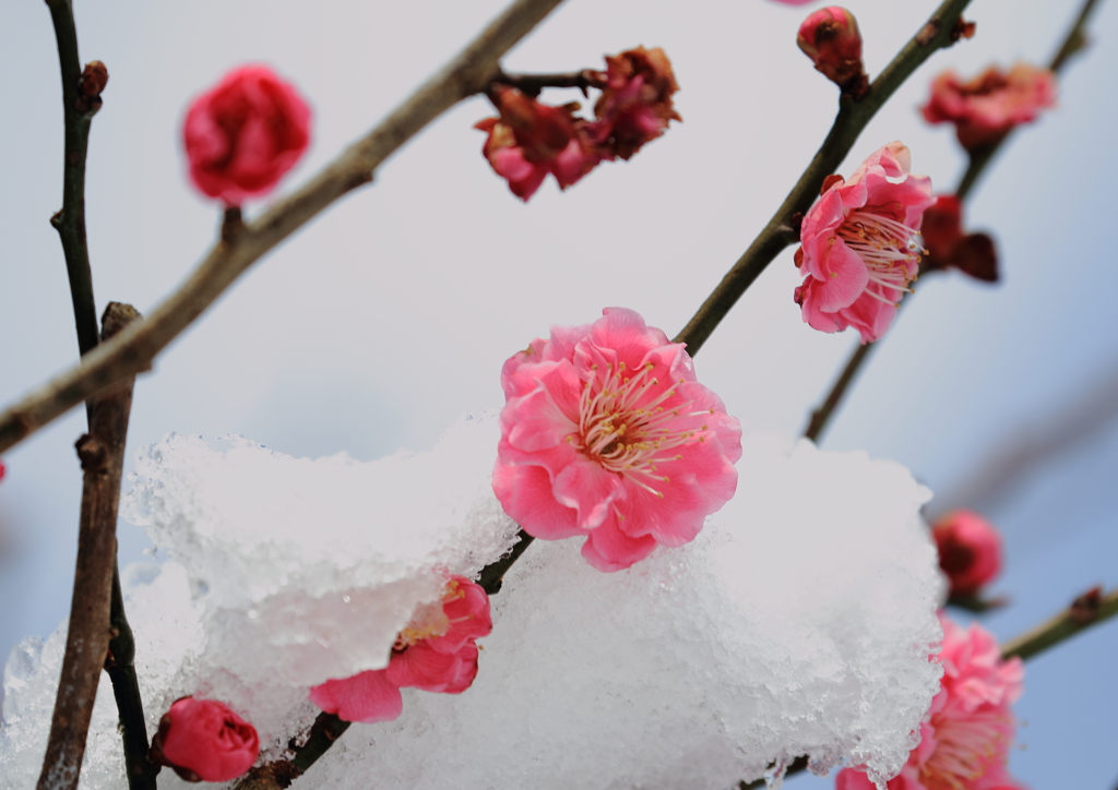 雪を抱いて