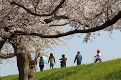 桜の下を行く