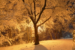 弥生の雪景