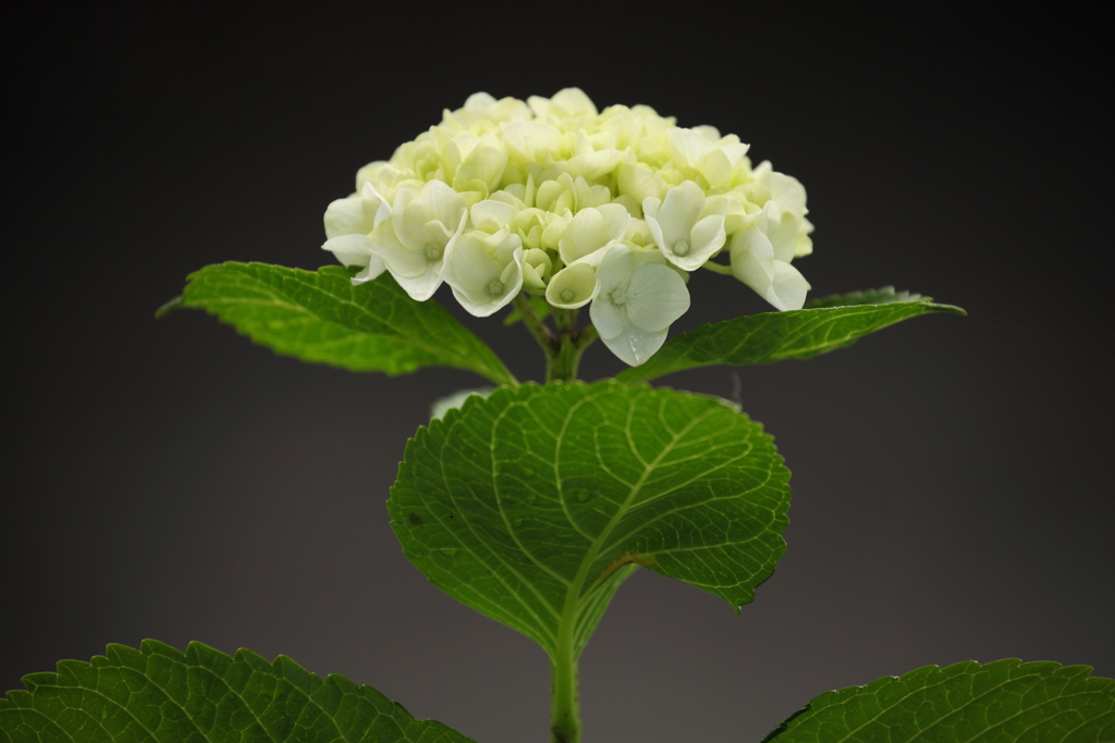 紫陽花-2