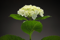 紫陽花-2