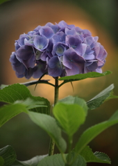 紫陽花-3