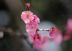 華麗なピンク