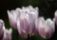 薄紫の花
