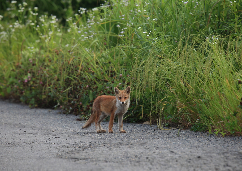きつねと遭遇