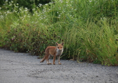 きつねと遭遇