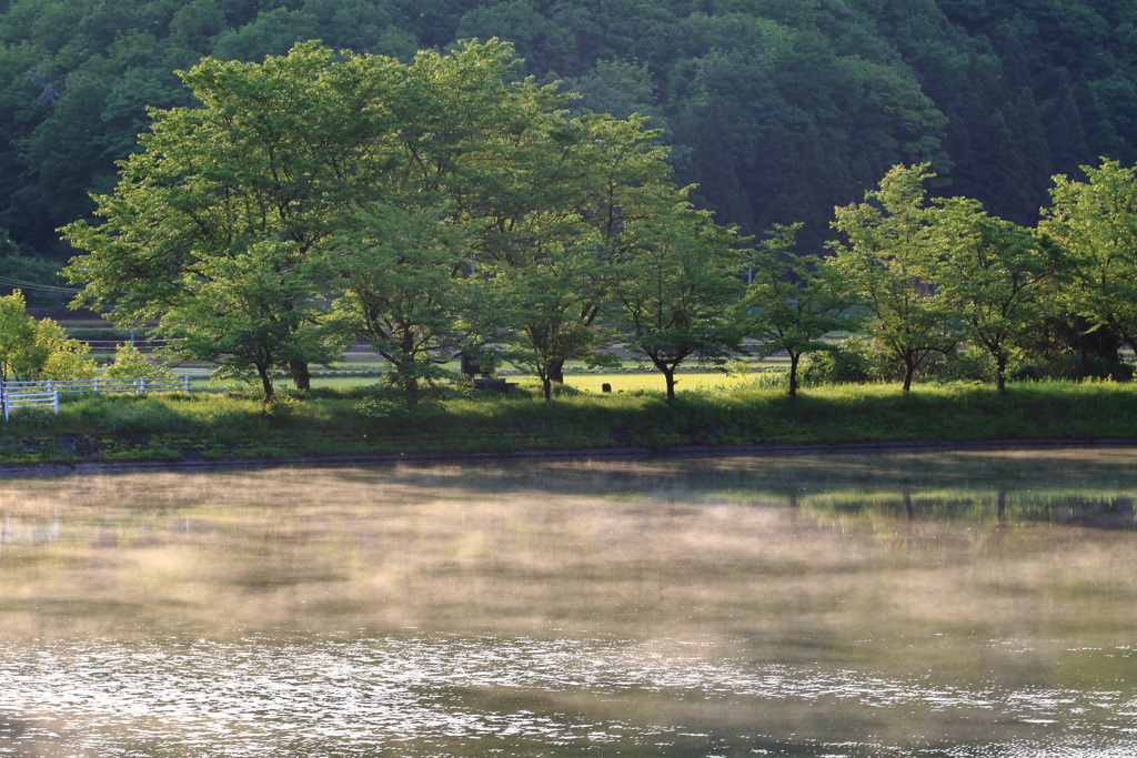 朝靄の水面