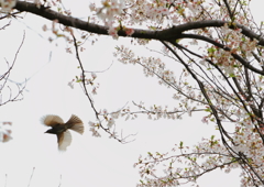 飛翔