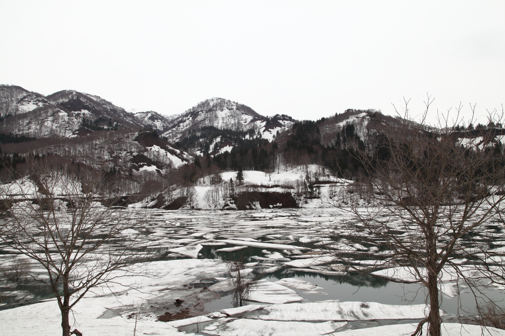 ダム湖の流氷