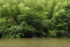 竹林に一羽