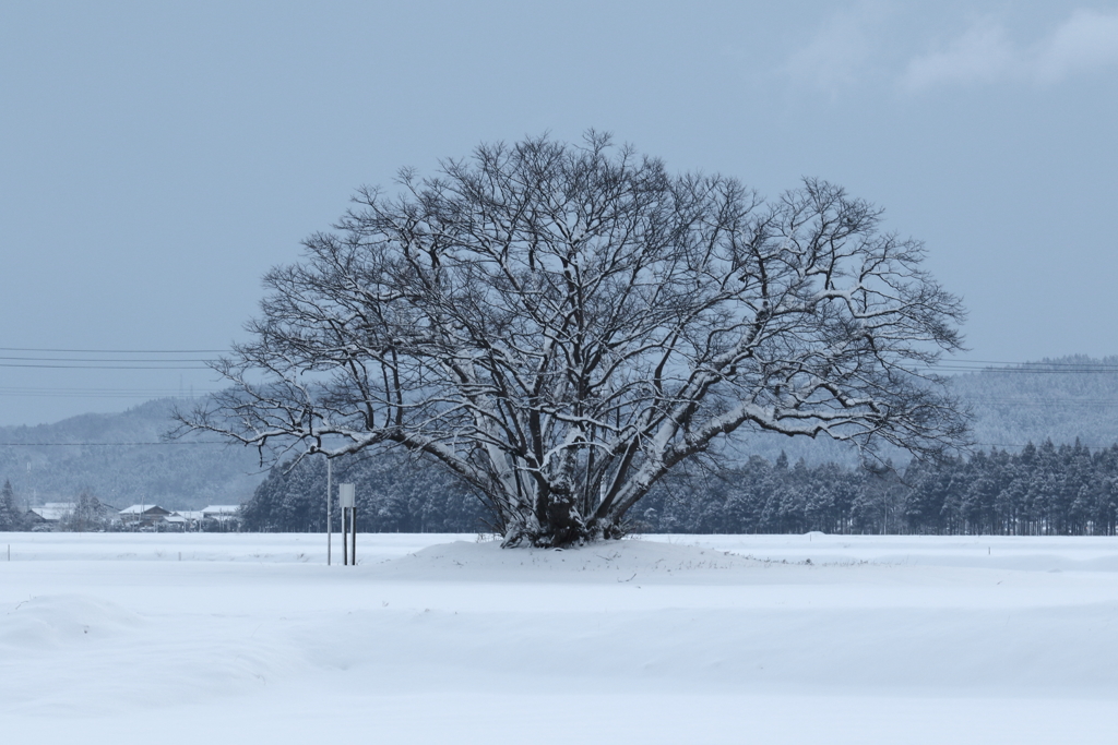 この木なんの木