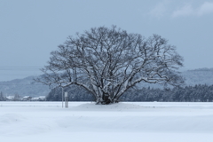この木なんの木