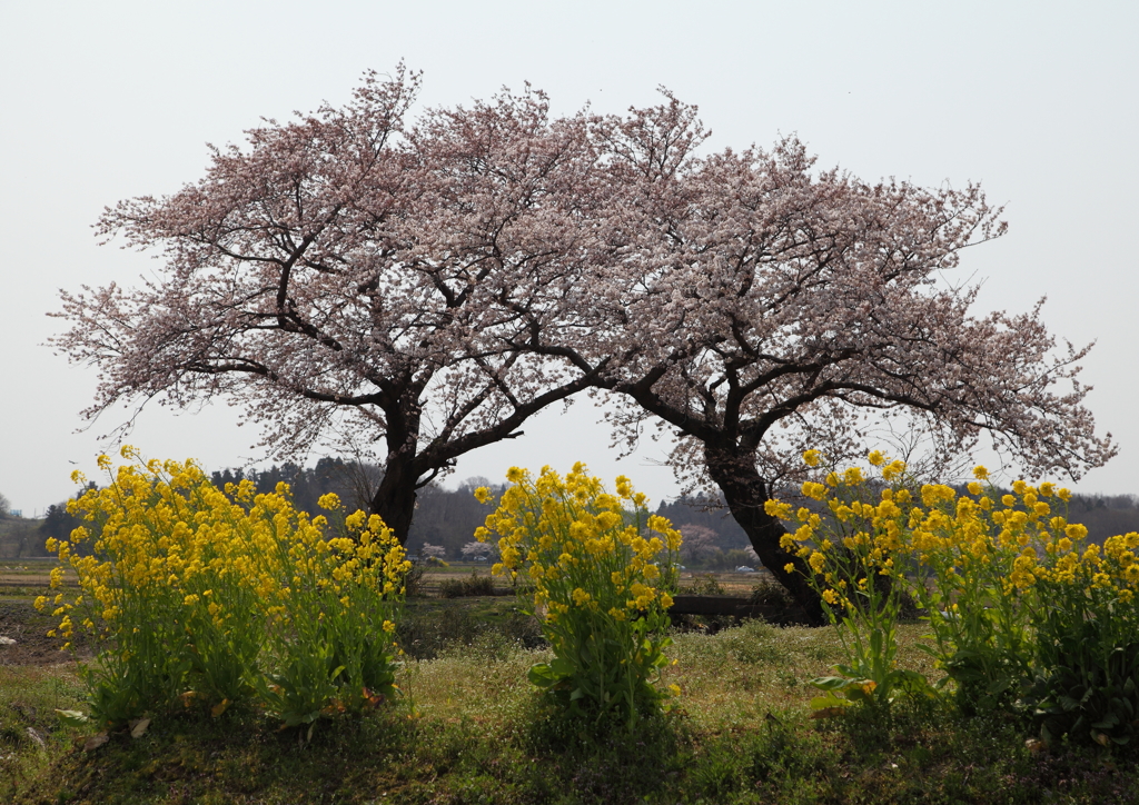 夫婦桜