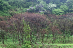 初夏の里山