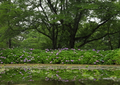 水たまり