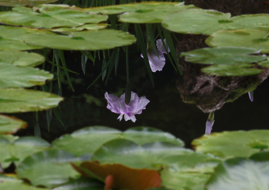 水鏡