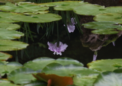 水鏡