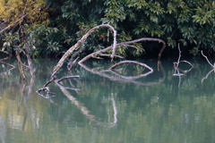 水鏡の枯れ木
