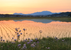 朝の水鏡