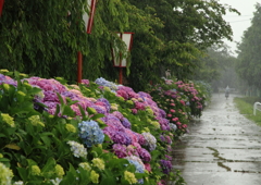 梅雨の最中