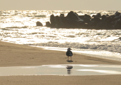 光る海