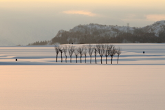 雪原のはさぎ-1