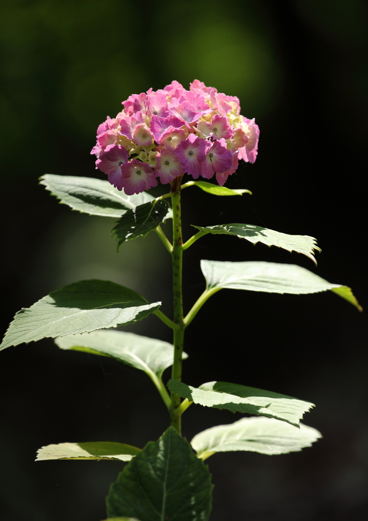 紫陽花