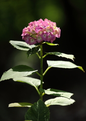 紫陽花