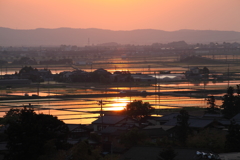 光る水田