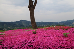 山古志-2