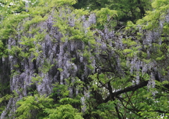 初夏の里山-3