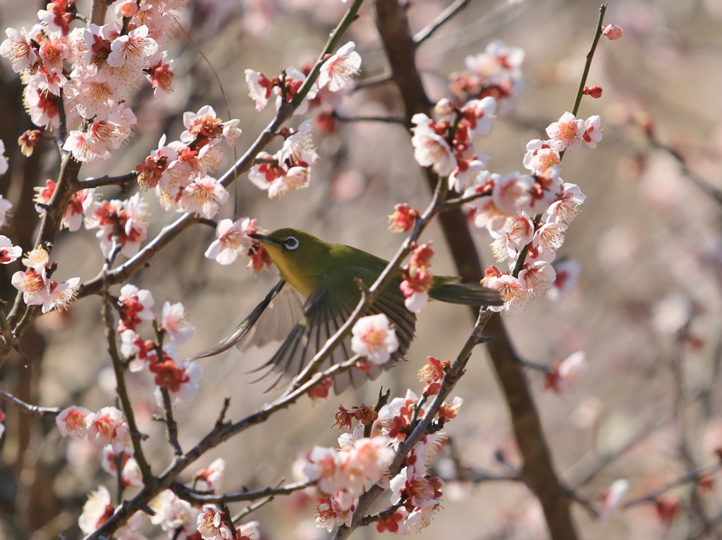 ウメジローさん