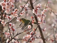 ウメジローさん