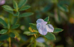 さくらの花びら