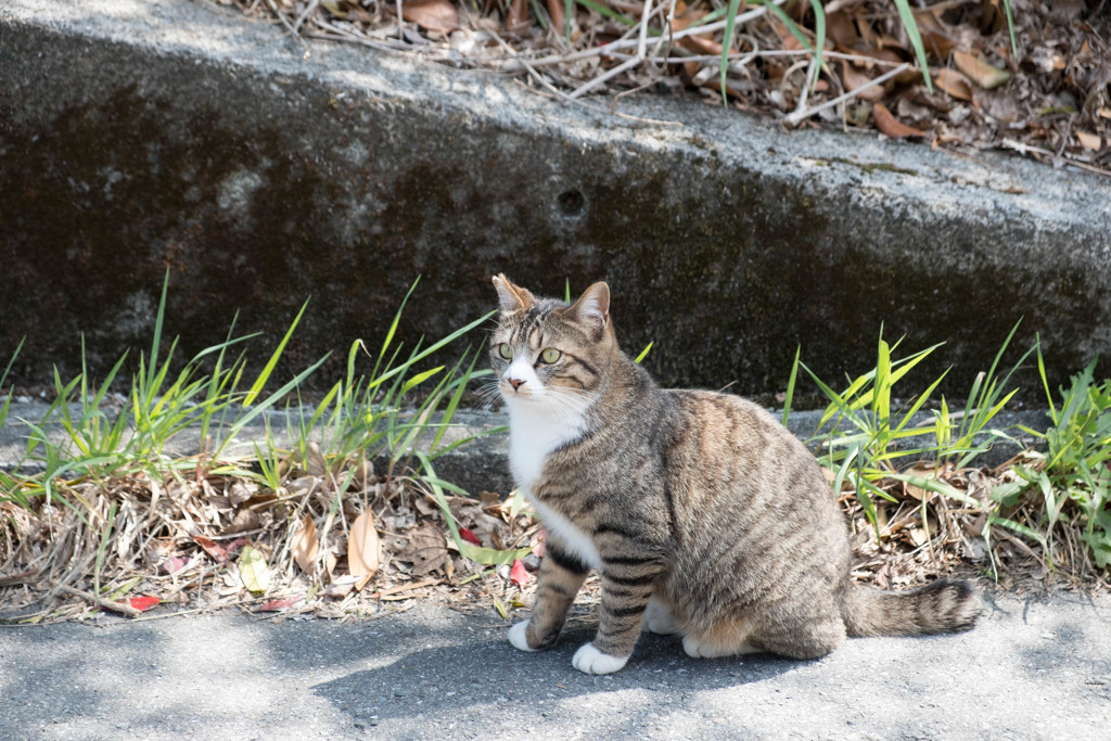 近所のにゃんこ　その1