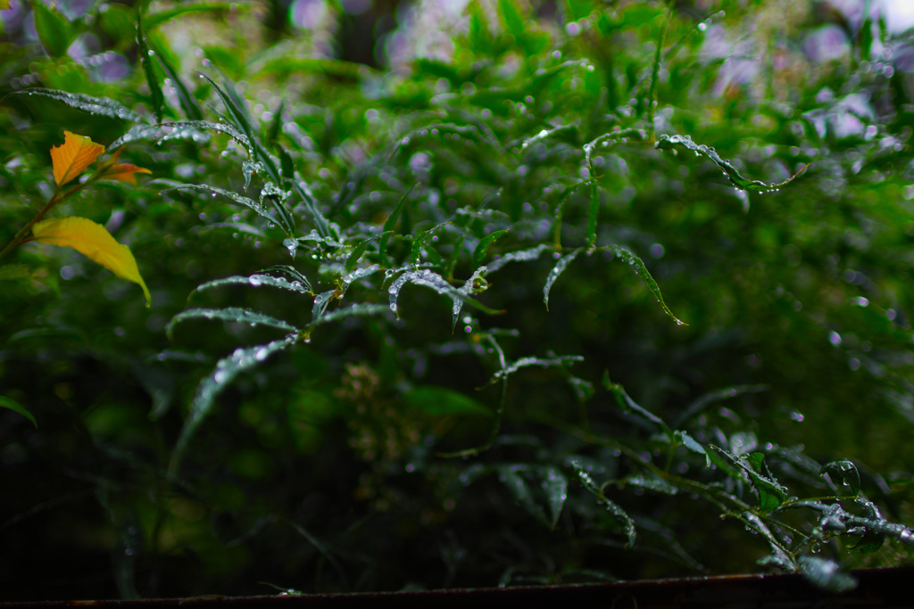 雨上がり